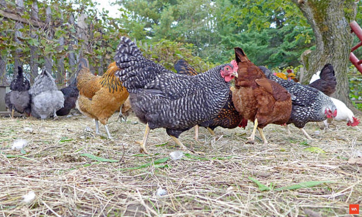 Free  Range Chicken Farming