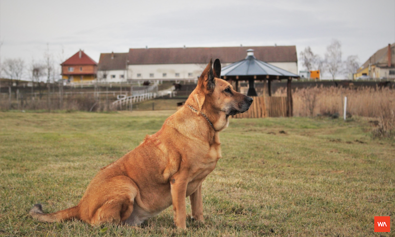 Dog Vaccination Schedule