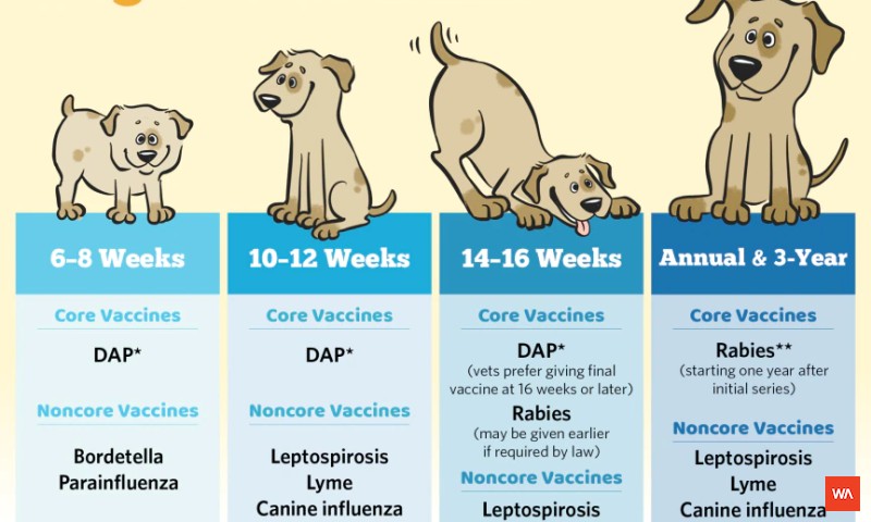 Dog Vaccination Schedule