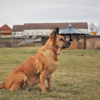 Dog Vaccination Schedule