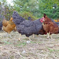 Free  Range Chicken Farming